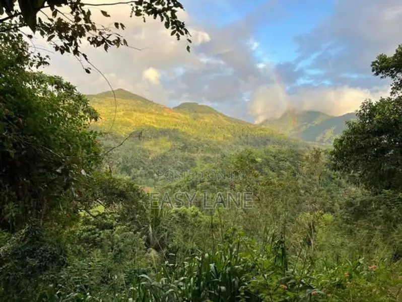 ගම්මිරිස් වගාව සහිත ඉඩම නුවර