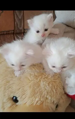 Persian cats