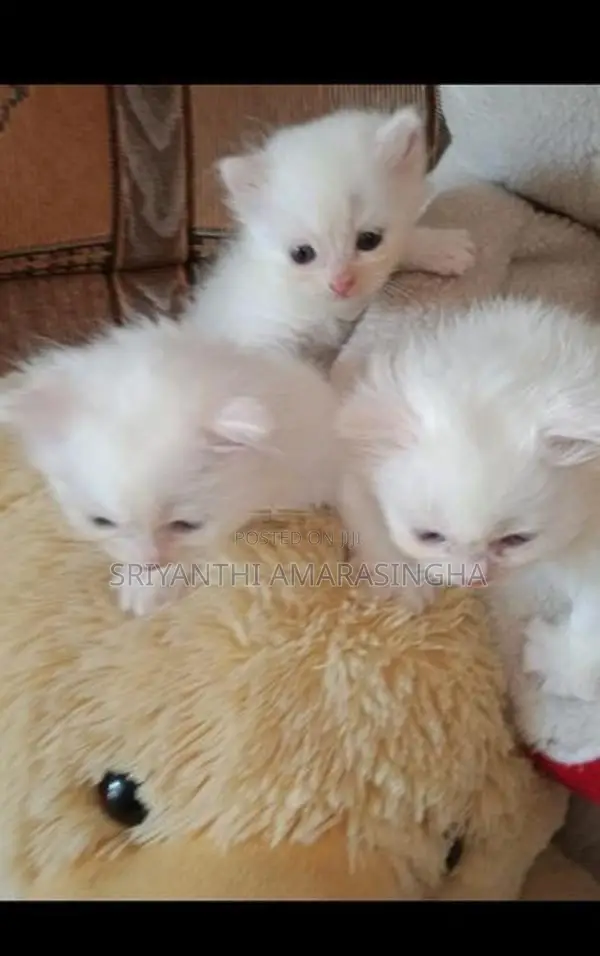 Persian cats