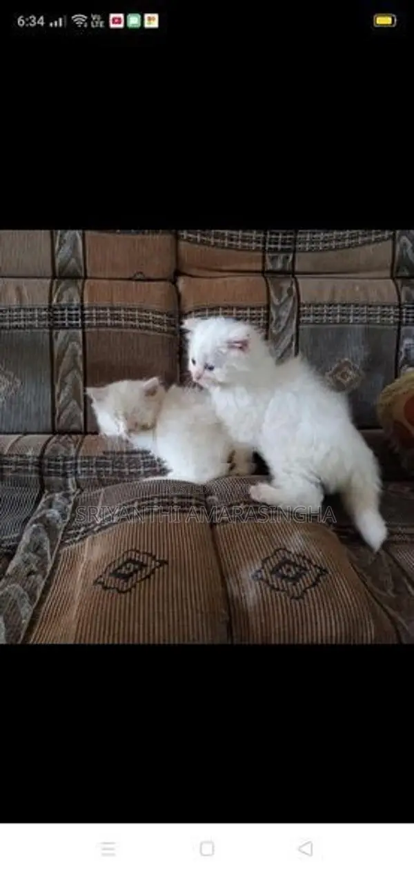 Persian cats