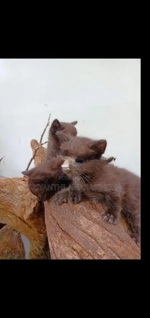 Persian cats