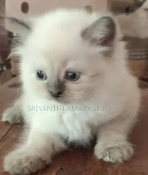 Persian cats