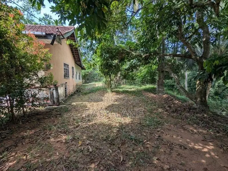 කොළඹ නුවර පාරට ඇවිද යන දුරින් පොල් ඉඩමක්