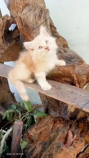 persian cats