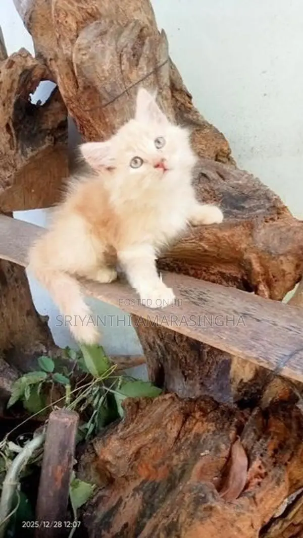 persian cats