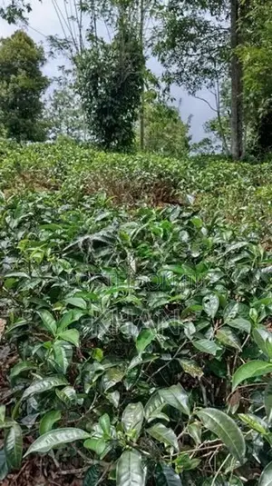 Tea Estate for Sale Rangala Kandy