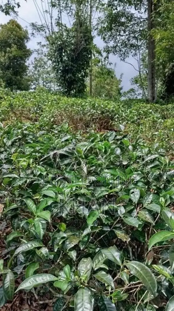 Tea Estate for Sale Rangala Kandy