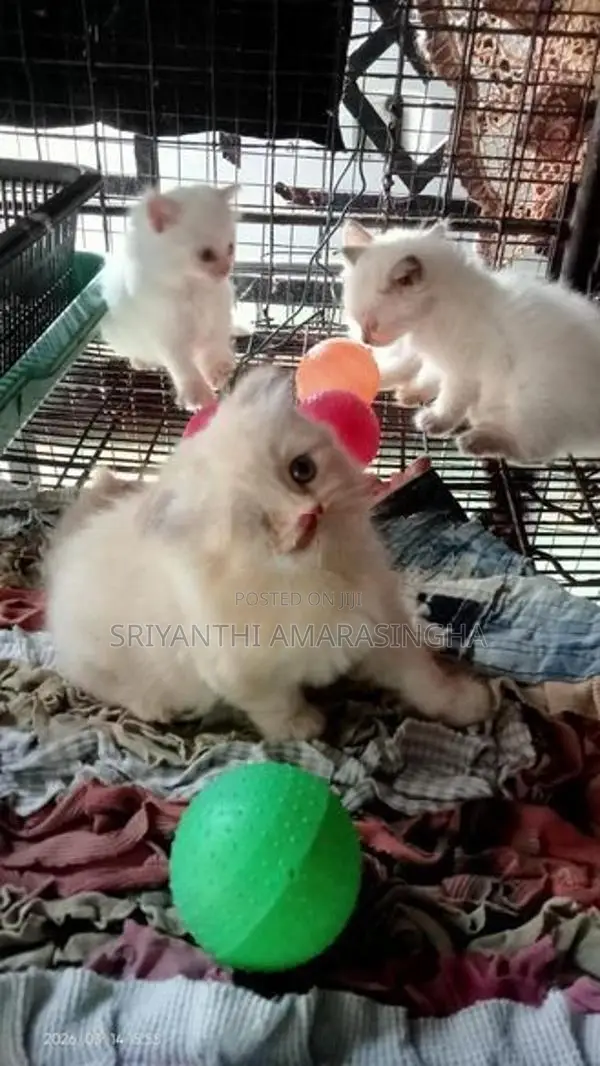 persian cats