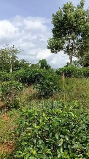 Tea Estate for Sale Rangala Kandy