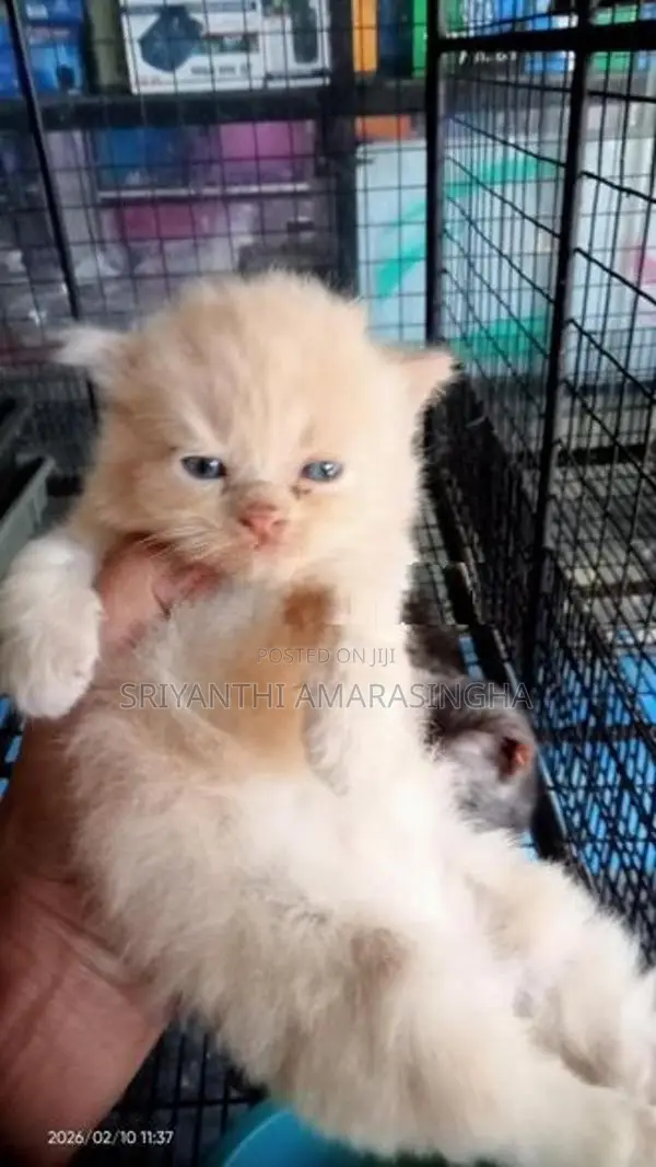 persian cats