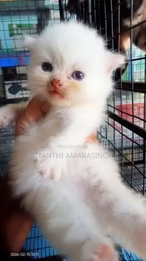 persian cats