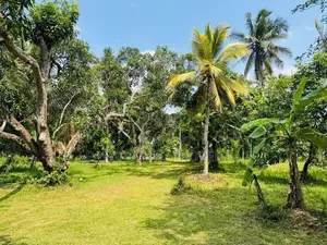 Commercial Land for Sale in Gampaha