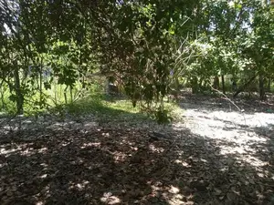 HHL0314 - Land for sale in Thannamunai