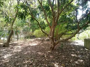 HHL0314 - Land for sale in Thannamunai
