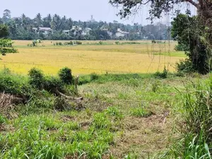 53.50P Paddy Field Facing Land For Sale In Malabe