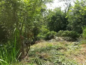 Land For Sale in Kandy Walala Menikhinna