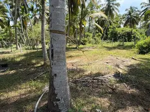 28 Perch Land for Sale in Pambala, Chilaw – 800m to Main Road