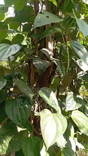 Kandy Land for Sale
