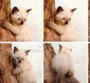Siamese cats