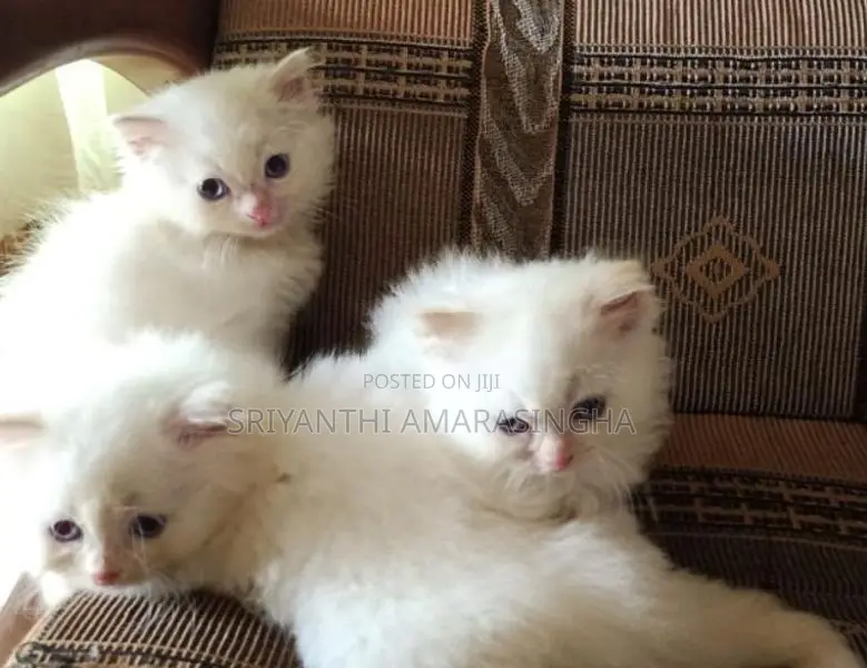 PERSIAN CATS