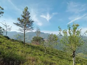 View point land for sale pundaluoya