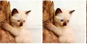Siamese cats