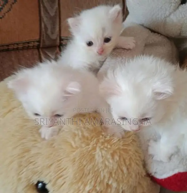 PERSIAN CATS