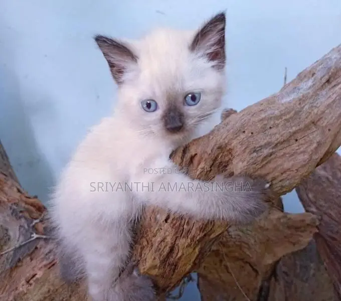 Siamese cats