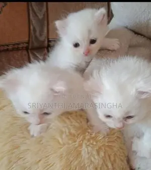 PERSIAN CATS