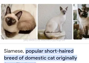 Siamese cats