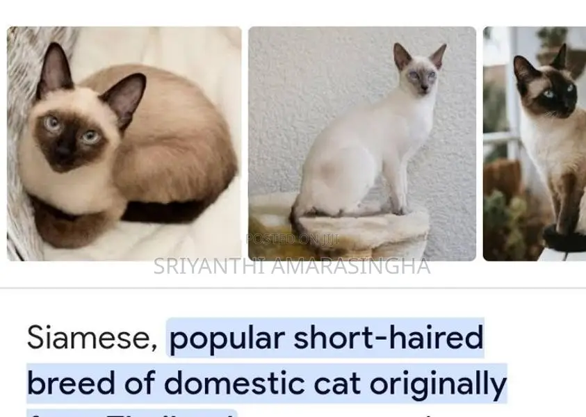 Siamese cats