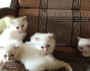 PERSIAN CATS