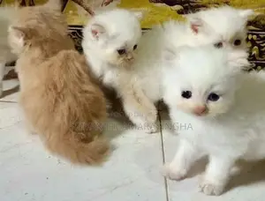 PERSIAN CATS