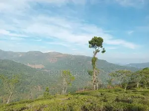 View Point Land for Sale Pundaluoya
