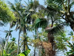 ගම්පහ Royal Institute එකට ඇවිද යන දුරින් සුපිරි ඉඩමක්
