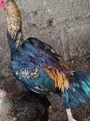 පොර කුකුළන්