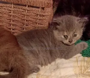 Persian kitten