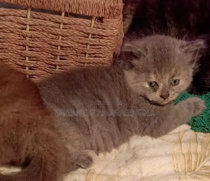 Persian kitten