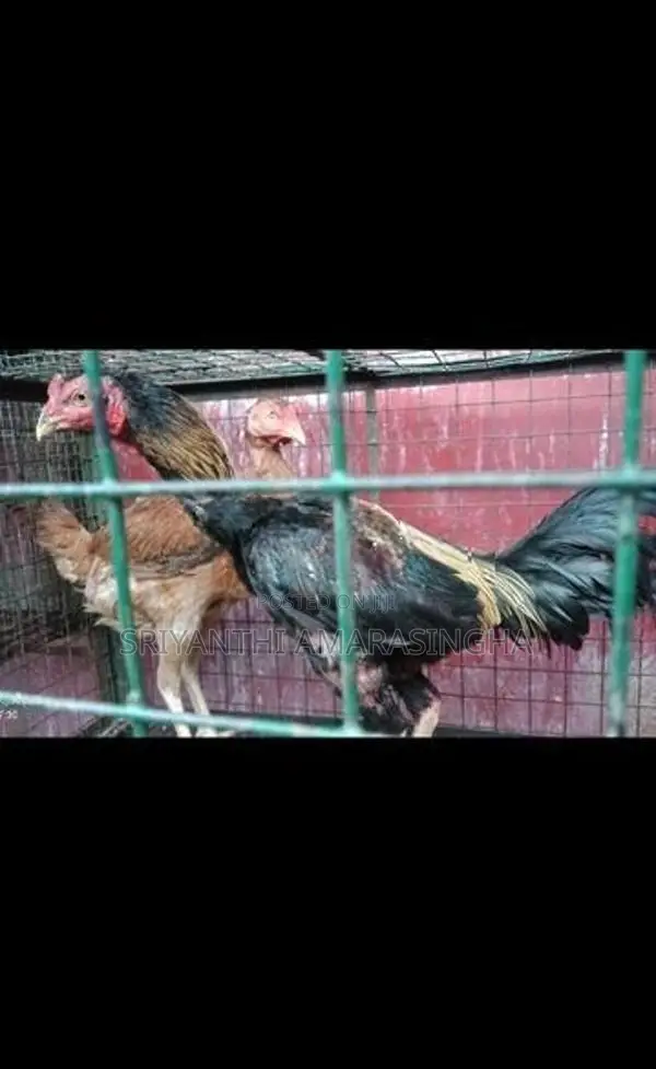 පොර කුකුළන්
