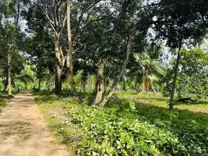 Estate for Sale in Kurunegala