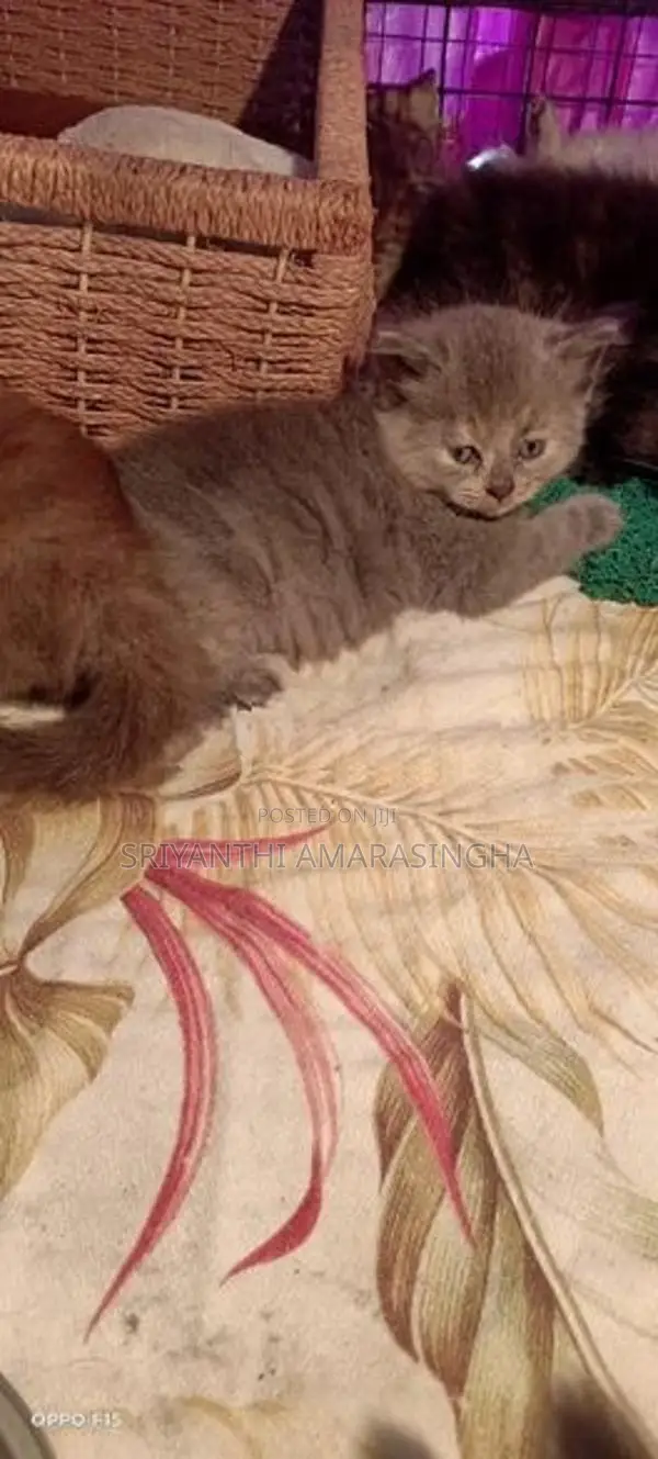 Persian kitten