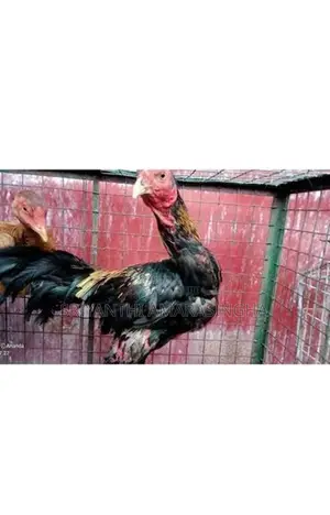 පොර කුකුළන්