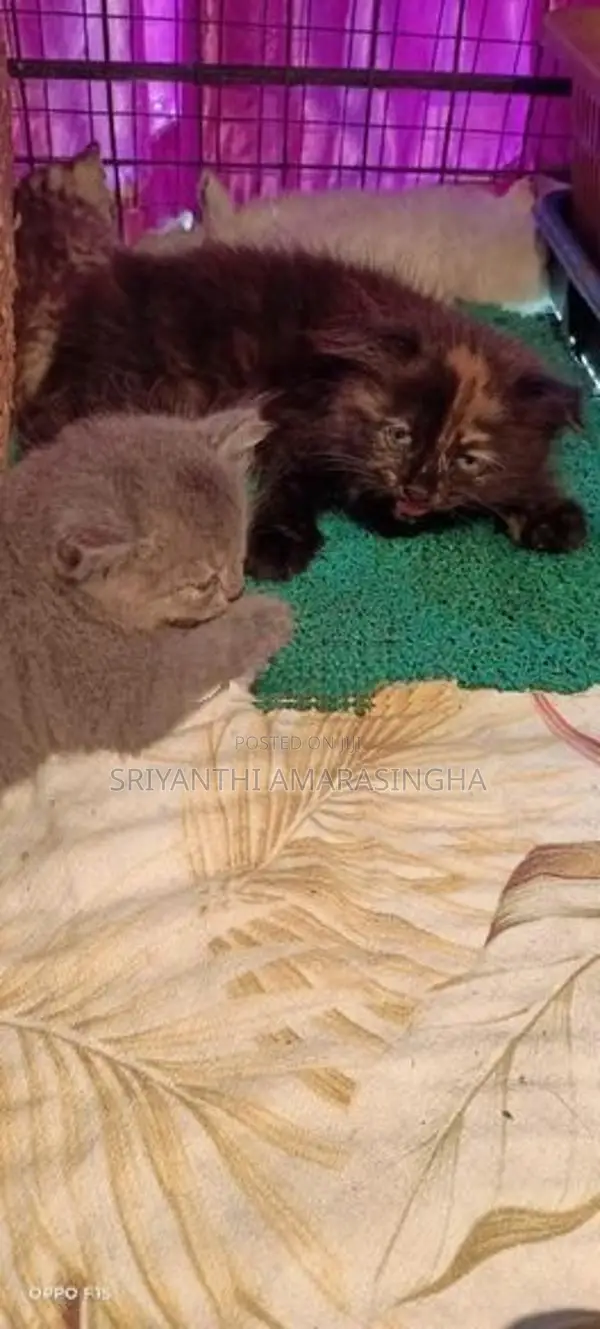 Persian kitten