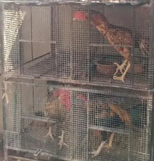 පොර කුකුළන්