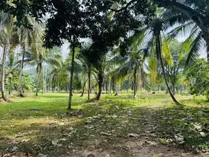 Estate for Sale in Kurunegala
