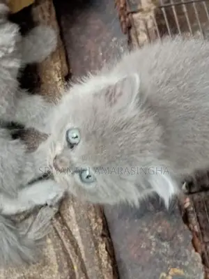 Persian kitten