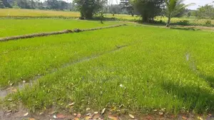 Single Storey House for Sale Homagama Ds79100