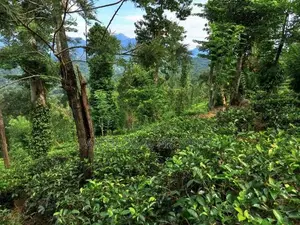Tea Estate for Sale in Wattegama, Kandy