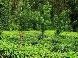 Tea Estate for Sale in Wattegama, Kandy