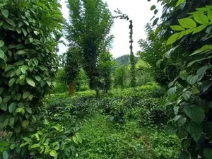 Tea Estate for Sale in Wattegama, Kandy